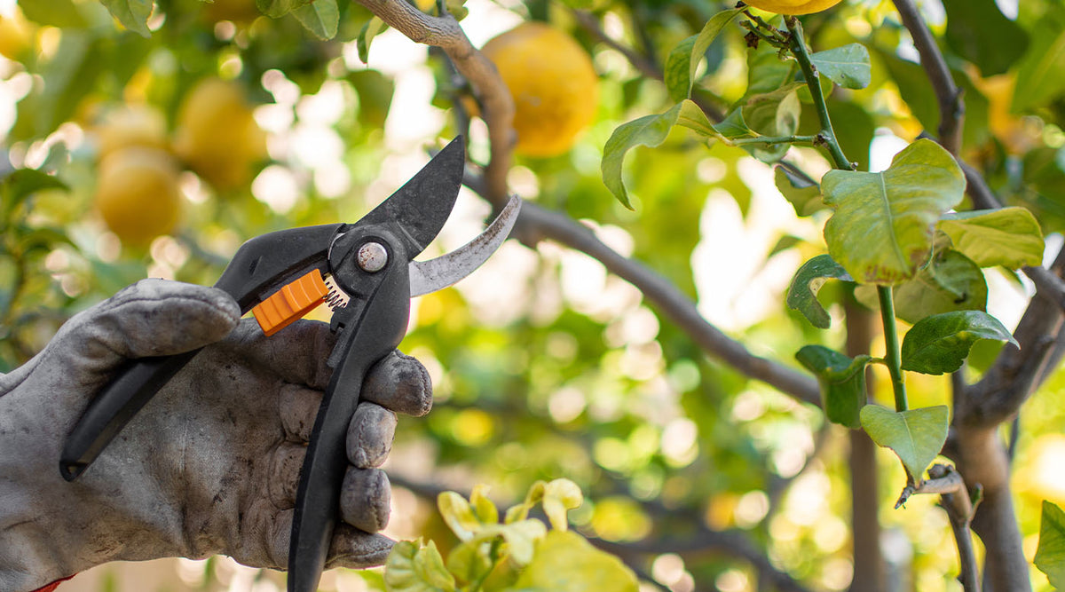 Gartenschere klemmt? Das können die Ursachen sein